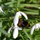 Schneeglöckchen mit Hummel.........