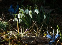 Schneeglöckchen mit Iris