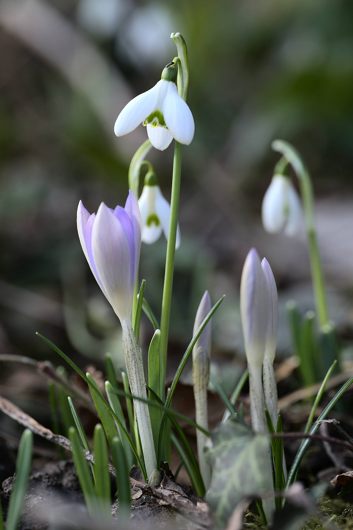 Schneeglöckchen mit Krokussen