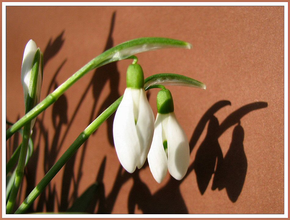 Schneeglöckchen mit Schatten