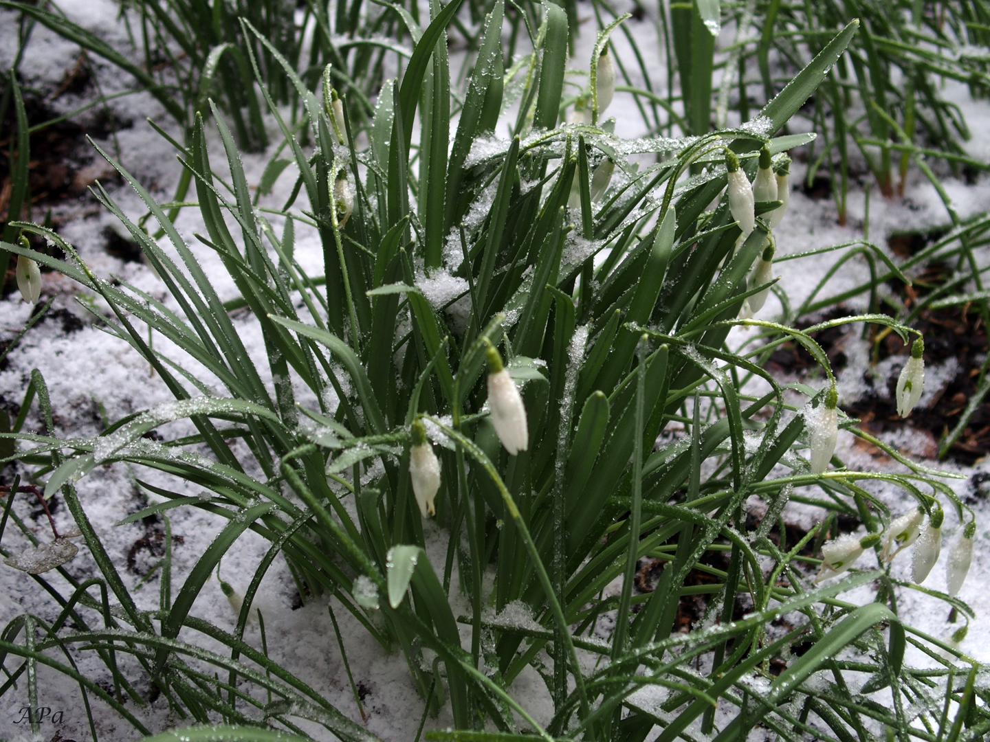 Schneeglöckchen mit Schnee**