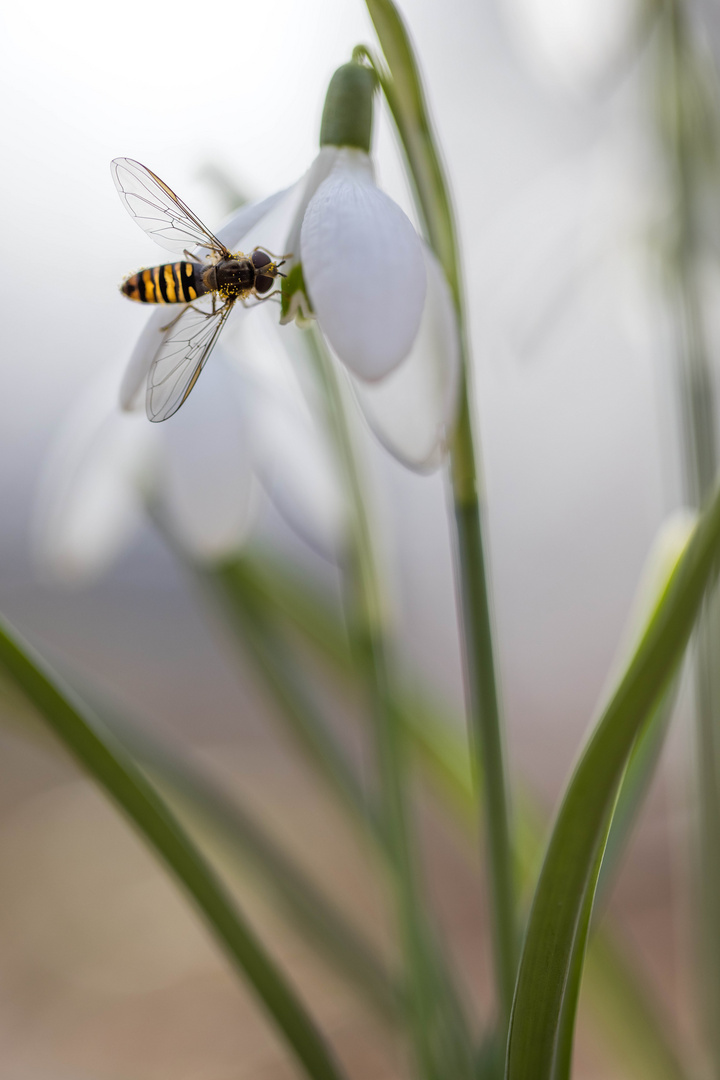 Schneeglöckchen mit Schwebfliege