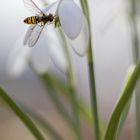 Schneeglöckchen mit Schwebfliege