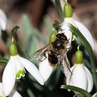 Schneeglöckchen mit Schwebfliege