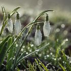 SCHNEEGLÖCKCHEN MIT TAUPERLEN