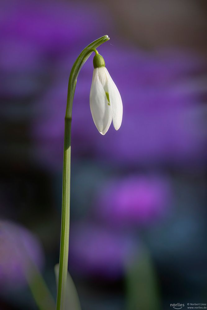 Schneeglöckchen mit Violett