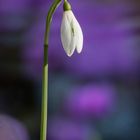 Schneeglöckchen mit Violett