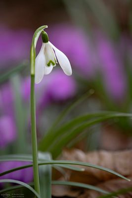 Schneeglöckchen mit violettem Hintergrund