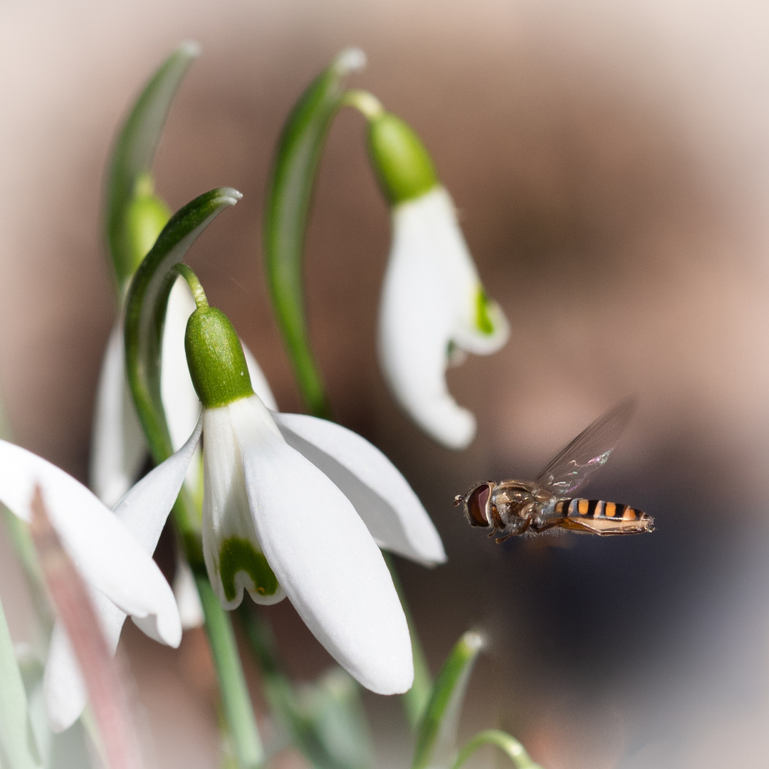 Schneeglöckchen mit Winterschwebfliege