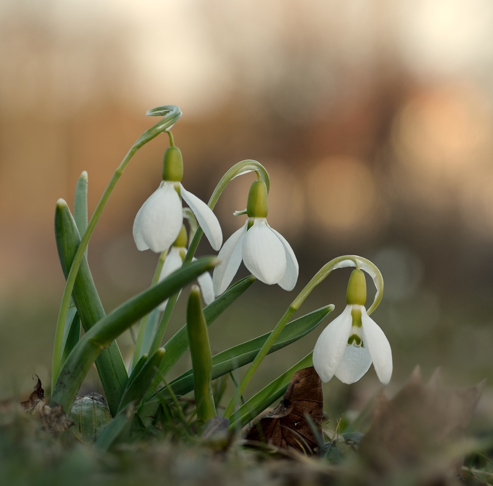 Schneeglöckchen mitten in Lüneburg