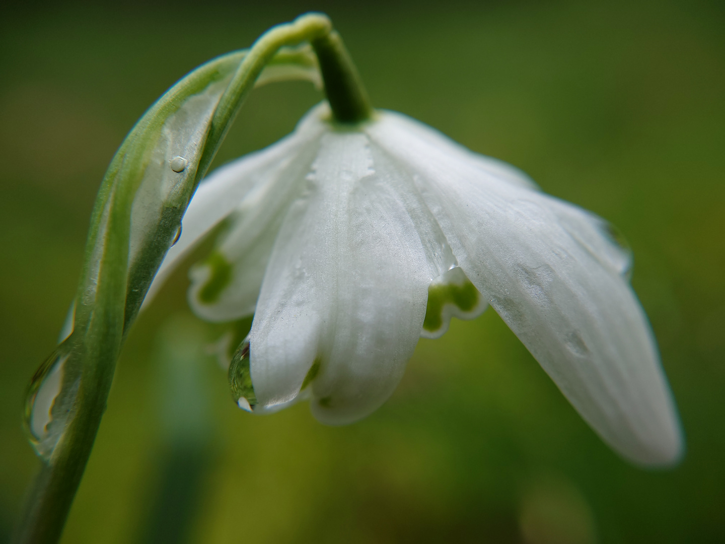 Schneeglöckchen nach dem Regen