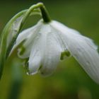 Schneeglöckchen nach dem Regen