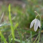 Schneeglöckchen nach dem Regenguss