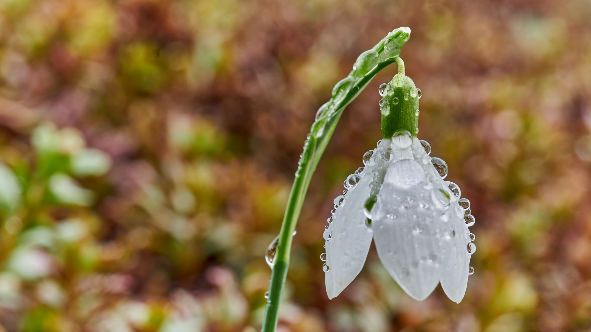 Schneeglöckchen nach den Regen.