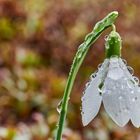 Schneeglöckchen nach den Regen.