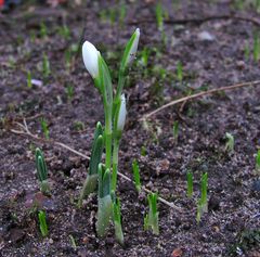 Schneeglöckchen (nur ein Info-Bild)