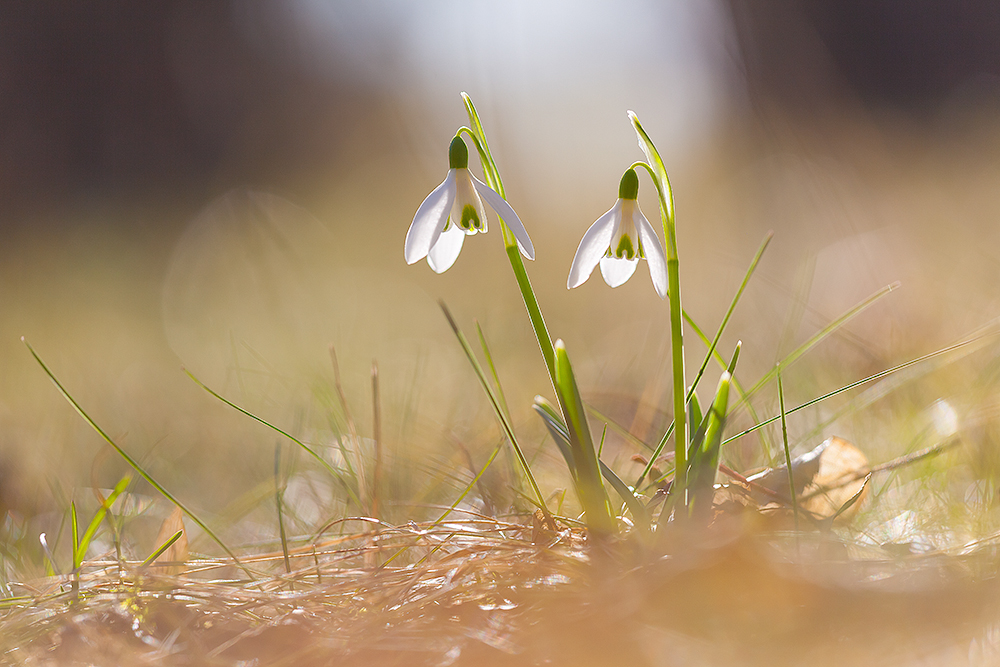 Schneeglöckchen ohne Schnee