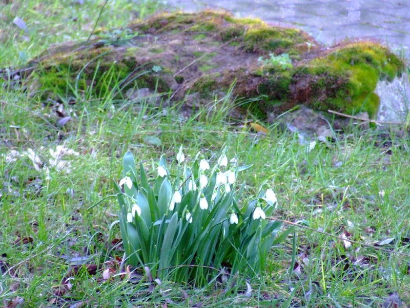 Schneeglöckchen ohne Schnee