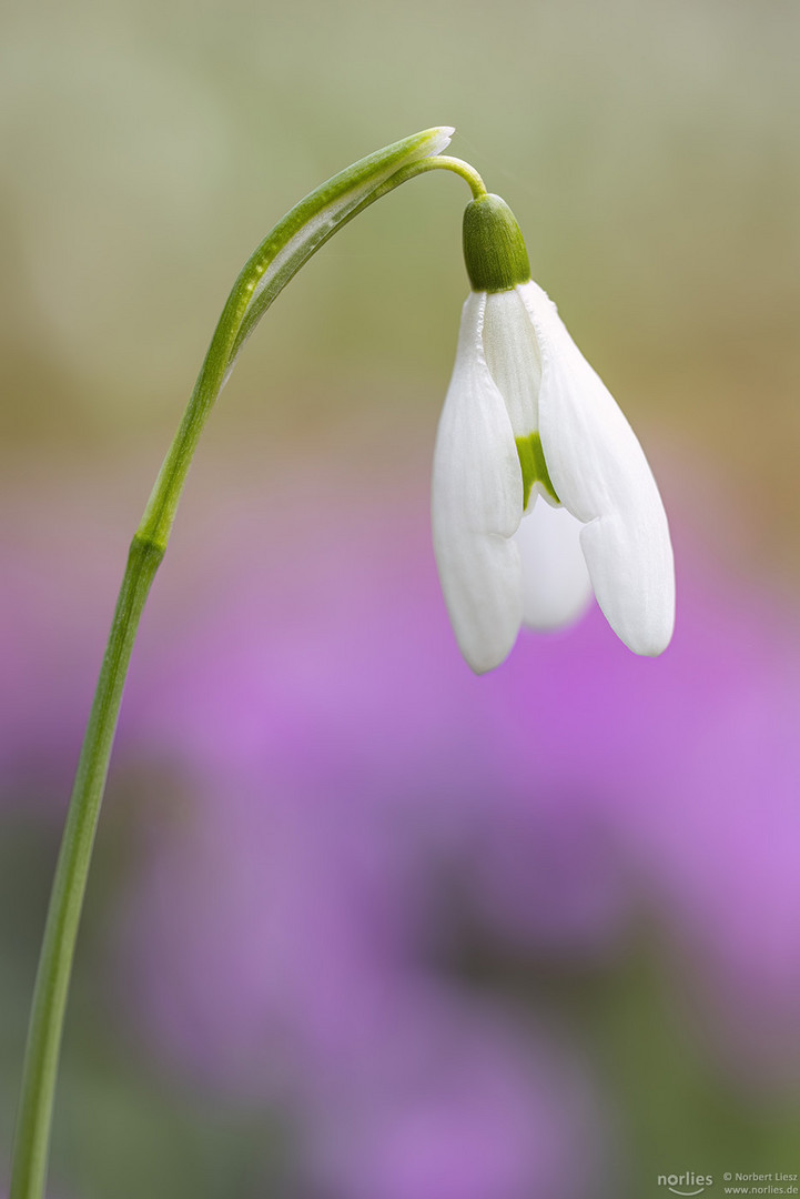 Schneeglöckchen Portrait