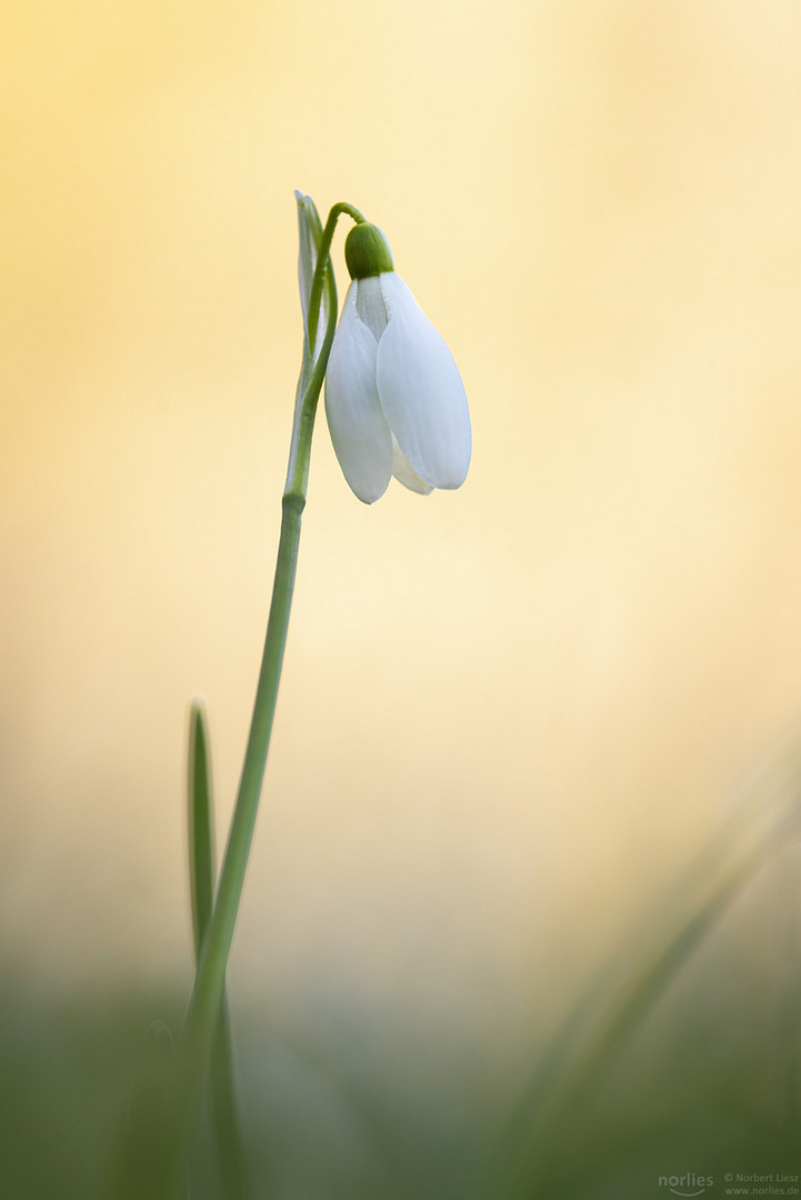 Schneeglöckchen Portrait