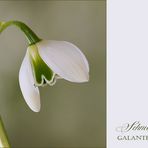 Schneeglöckchen - snow drop - perce-neige - bucaneve...