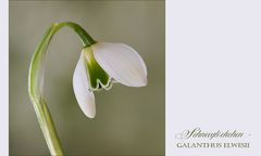 Schneeglöckchen - snow drop - perce-neige - bucaneve...