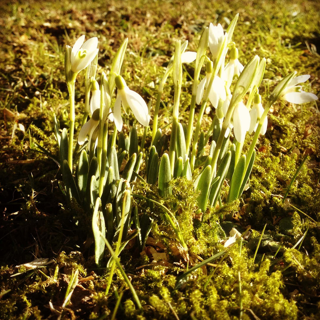 Schneeglöckchen tanken Sonne