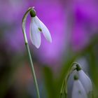 Schneeglöckchen taucht ein in Violett