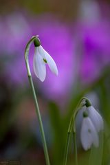 Schneeglöckchen taucht ein in Violett