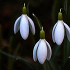 Schneeglöckchen-Trio