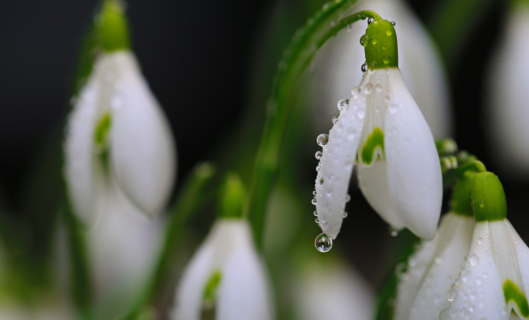 Schneeglöckchen "Tröpfchen"