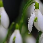 Schneeglöckchen "Tröpfchen"