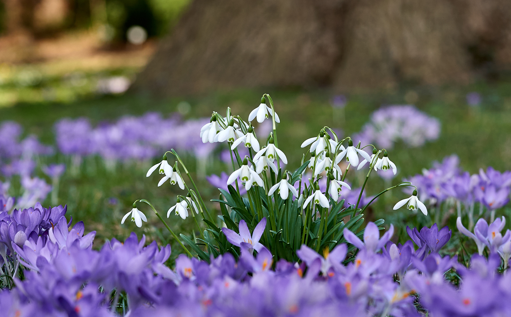 Schneeglöckchen und Crocusse Korrektur