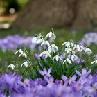 Schneeglöckchen und Crocusse Korrektur