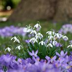 Schneeglöckchen und Crocusse Korrektur