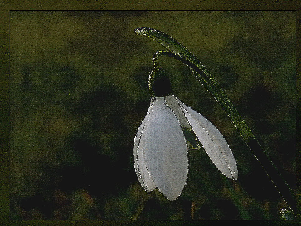 Schneeglöckchen und den Frühling….