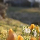 Schneeglöckchen und die ersten Sonnenstrahlen