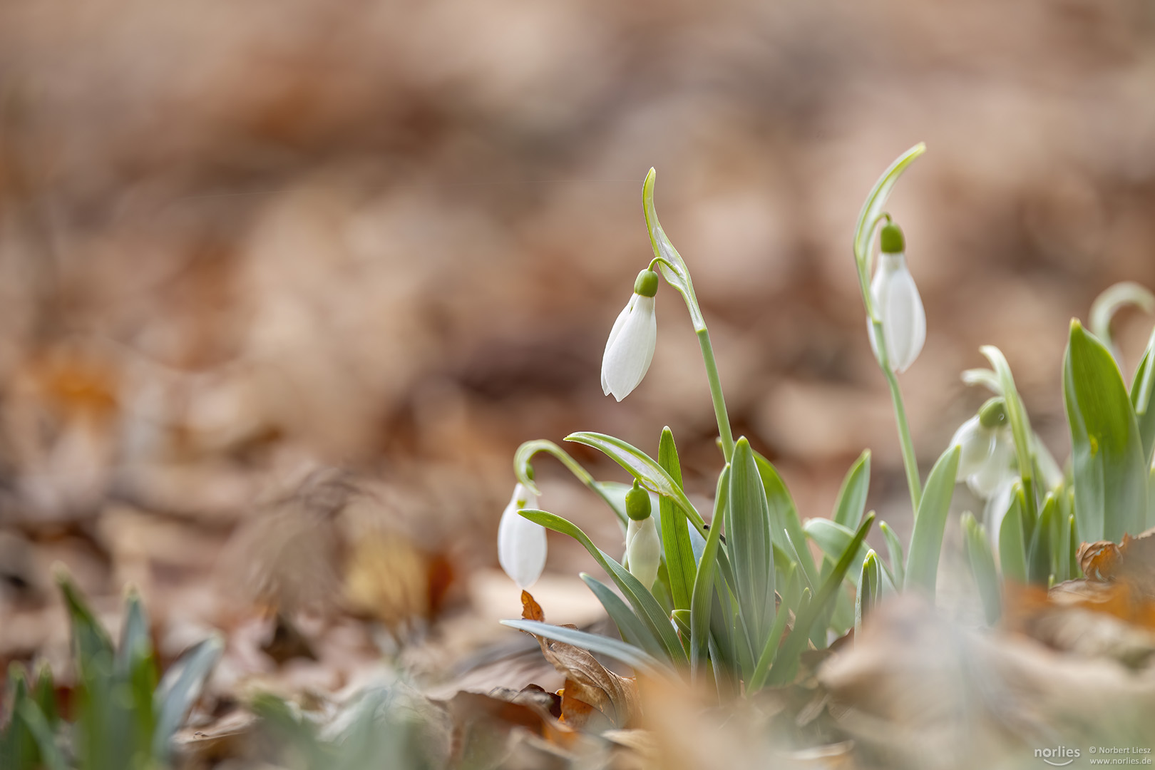 Schneeglöckchen und Herbstblätter