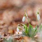 Schneeglöckchen und Herbstblätter