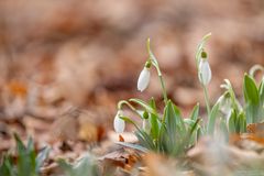 Schneeglöckchen und Herbstblätter