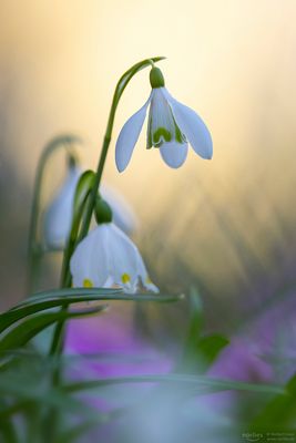 Schneeglöckchen und Märzenbecher