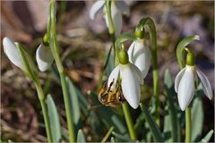 Schneeglöckchen und Wildbiene