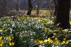 Schneeglöckchen und Winterlinge (1)