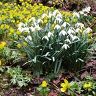 Schneeglöckchen und Winterlinge