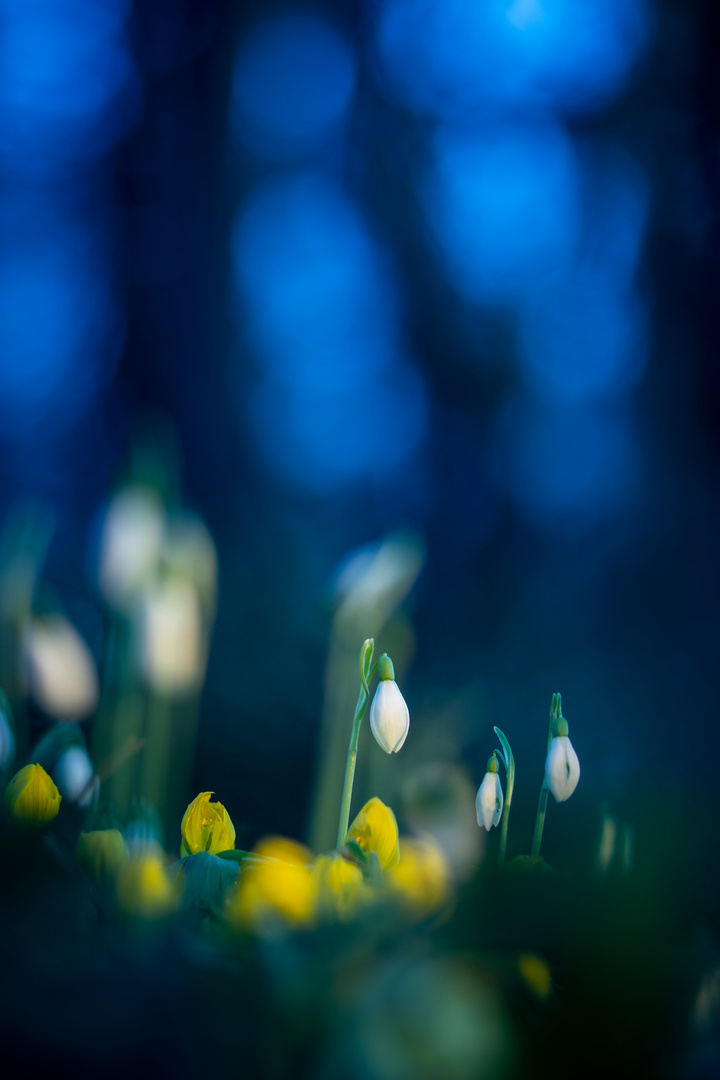 Schneeglöckchen und Winterlinge zur blauen Stunde