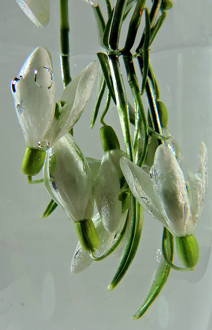 Schneeglöckchen  unter Wasser