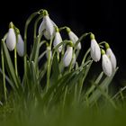 Schneeglöckchen vor schwarzem Hintergrund...