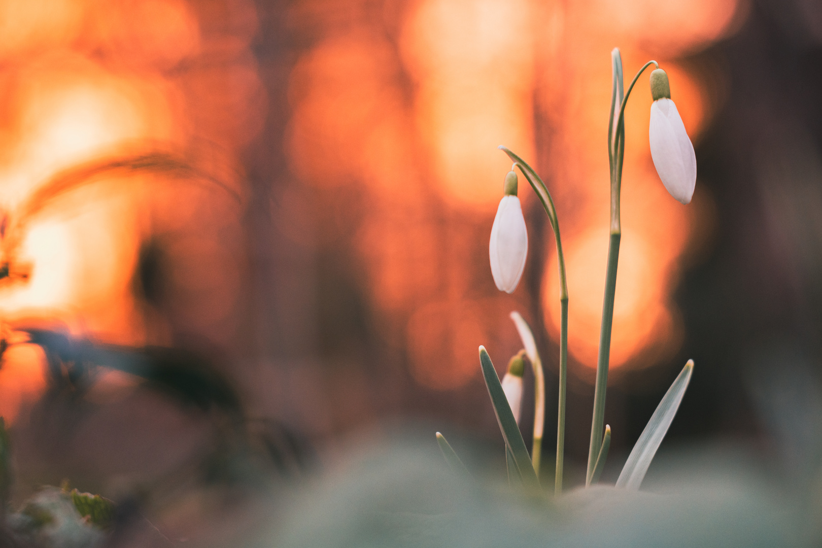 Schneeglöckchen vor sonnenuntergang