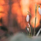 Schneeglöckchen vor sonnenuntergang