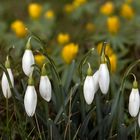 Schneeglöckchen vor Winterlingen